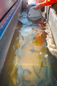 16032_GCPUD_222