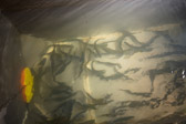 16032_GCPUD_278