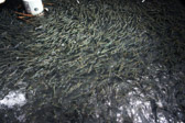 16032_GCPUD_313