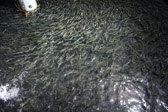 16032_GCPUD_314