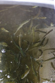 16032_GCPUD_335