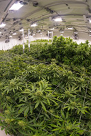 17057 Grow Rooms