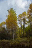 20241 Avista Report Foliage