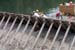 Nine_Mile_Dam_056