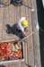 Nine_Mile_Dam_119