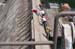 Nine_Mile_Dam_179